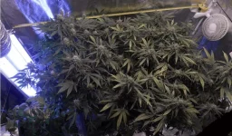 Cannaweed ensemble RQS - Copie.webp Cannaweed ensemble RQS - Copie.webp