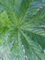 fleure 2.webp fleure 2.webp