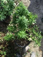 IMG_1609.webp IMG_1609.webp
