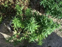 IMG_1610.webp IMG_1610.webp