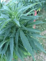IMG_1677.webp IMG_1677.webp