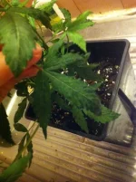 IMG_0422.webp IMG_0422.webp
