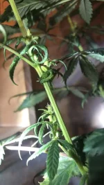 Image-4.webp