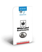 master-kush-xl-2.webp