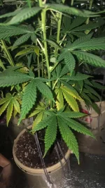 Image-3.webp