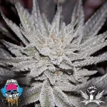 Dank Genetics_LemonAid.webp Dank Genetics_LemonAid.webp