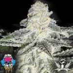 Dank Genetics_Mouse Trap.webp Dank Genetics_Mouse Trap.webp