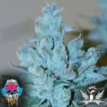 Dank Genetics_Stawberry Split.webp Dank Genetics_Stawberry Split.webp