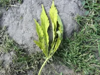 IMG_1628.webp IMG_1628.webp