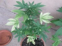 IMG_0250.webp IMG_0250.webp
