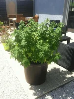 IMG_0722.webp IMG_0722.webp