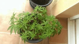 IMAG03381.webp