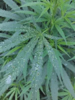 IMAG1211.webp
