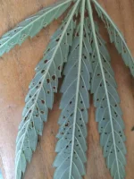 IMAG1215.webp