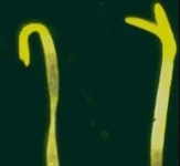 plantgrowthw.webp plantgrowthw.webp