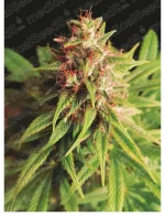 red-cross-cbd.webp