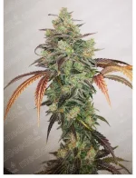 y-griega-cbd-20.webp
