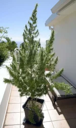 01.webp