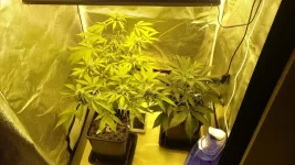 Flo +33 (7).webp