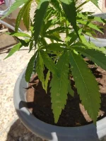 plant-malade.webp