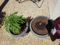 plants.webp