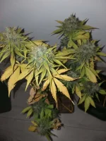 CBD (6).webp