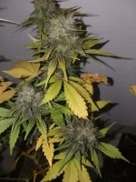 CBD (8).webp