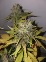 CBD (10).webp