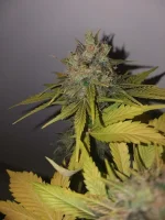 CBD (11).webp