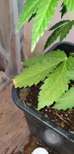 CA Indica.webp