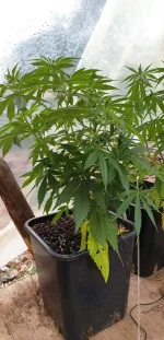 Gorilla Zkittlez.webp