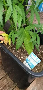 Green Crack.webp