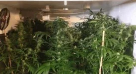 Weed125.webp