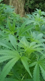 IMGP6567.webp