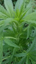 IMGP6571.webp