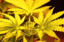 papaya autopot.webp papaya autopot.webp