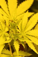 ppp dernière feuilles.webp ppp dernière feuilles.webp