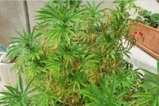 plante.webp plante.webp