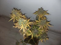 Cut F+85 Mota CBD (1).webp