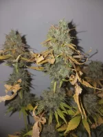 Cut F+85 Mota CBD (3).webp