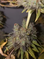 Cut F+85 Mota CBD (4).webp