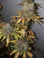 Cut F+85 Mota CBD (5).webp