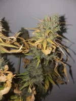 Cut F+85 Mota CBD (6).webp