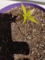 plant2.webp