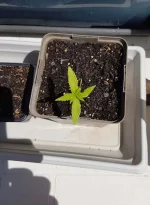 plant3.webp