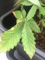 IMG_3979.webp
