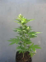 IMG_1226.webp IMG_1226.webp