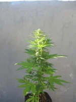 IMG_1227.webp IMG_1227.webp