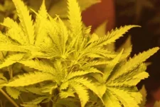 papaya 2.webp papaya 2.webp