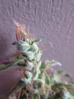 T7 le 26-06 zoom1.webp